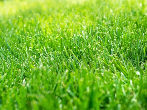 Aerating and Seeding